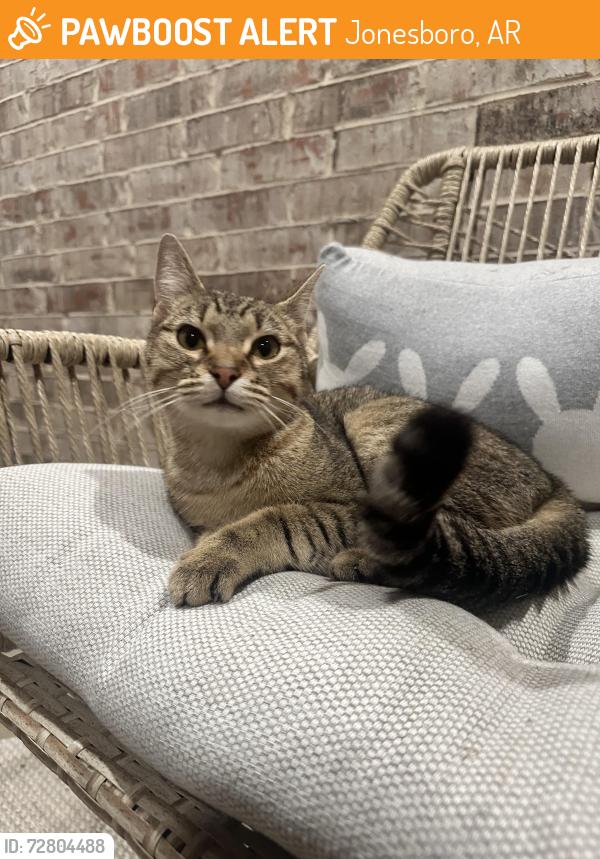 Found/Stray Female Cat last seen Seen around Greensboro Storage , Jonesboro, AR 72467