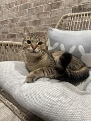 Found/Stray Female Cat last seen Seen around Greensboro Storage , Jonesboro, AR 72467