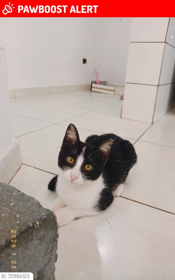 Lost Male Cat last seen Rua Luís Pastorino 732 jardim Piqueroby , Jardim Piqueroby, SP 03463-080