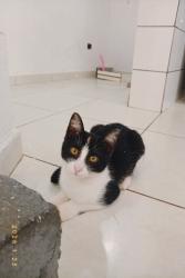 Lost Male Cat last seen Rua Luís Pastorino 732 jardim Piqueroby , Jardim Piqueroby, SP 03463-080
