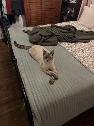 Lost Male Cat last seen 157th Vermont , Gardena, CA 90247