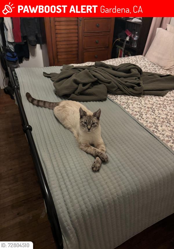 Lost Male Cat last seen 157th Vermont , Gardena, CA 90247