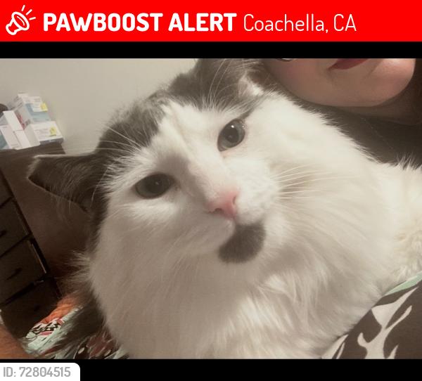Lost Male Cat last seen Ave 52, Coachella, CA 92236