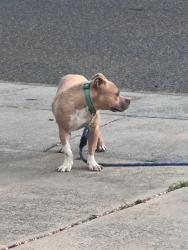 Found/Stray Unknown Dog last seen Near south tryou with steele creek, at the huntington forest community, Charlotte, NC 28273