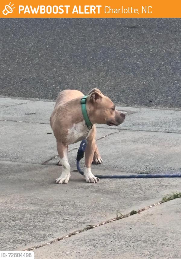 Found/Stray Unknown Dog last seen Near south tryou with steele creek, at the huntington forest community, Charlotte, NC 28273