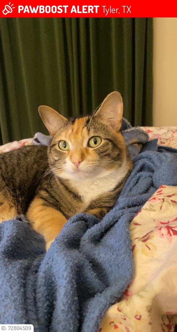Lost Female Cat last seen At W Rieck Rd close behind fire station , Tyler, TX 75703