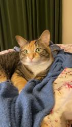 Lost Female Cat last seen At W Rieck Rd close behind fire station , Tyler, TX 75703