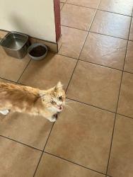 Lost Male Cat last seen Chesire, Norwalk, CA 90650