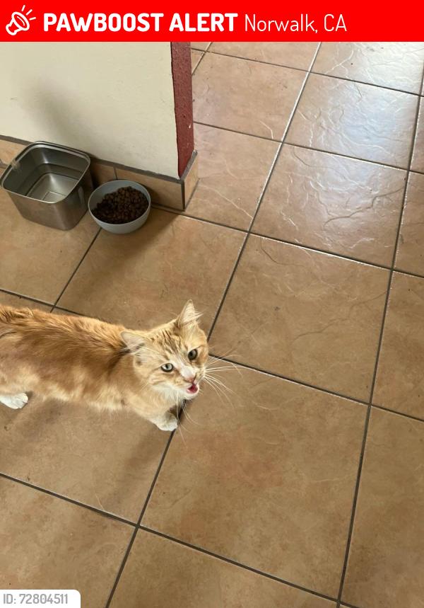 Lost Male Cat last seen Chesire, Norwalk, CA 90650