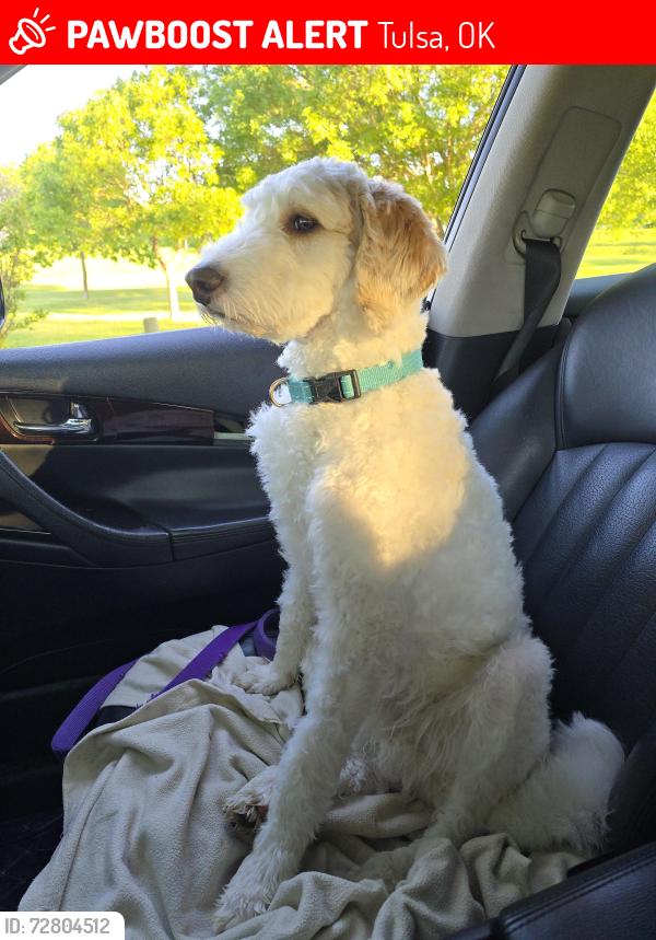 Lost Male Dog last seen Country hollow dog park, ram up into the residential neighborhood, Tulsa, OK 74136