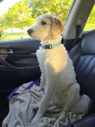 Lost Male Dog last seen Country hollow dog park, ram up into the residential neighborhood , Tulsa, OK 74136