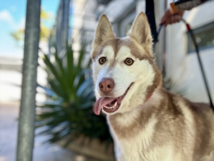 Shelter Stray Female Dog last seen , Los Angeles, CA 91405