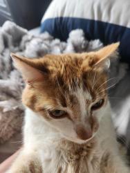 Lost Male Cat last seen Near , Fortson, GA 31808