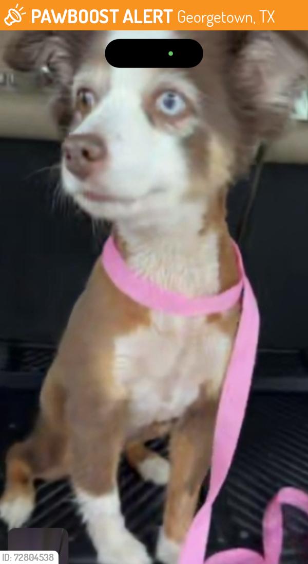 Found/Stray Female Dog last seen Flint rock ridge , Georgetown, TX 78628