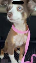Found/Stray Female Dog last seen Flint rock ridge , Georgetown, TX 78628