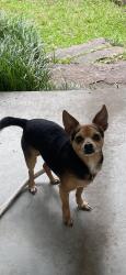 Found/Stray Male Dog last seen 28th and S.Enid, Fort Smith, AR 72901
