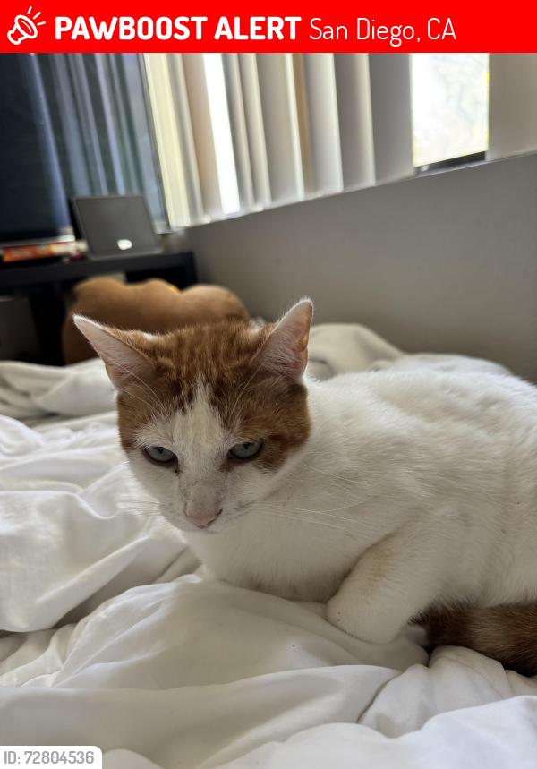 Lost Female Cat last seen Caminito Quintana, San Diego, CA 92122