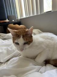 Lost Female Cat last seen Caminito Quintana, San Diego, CA 92122
