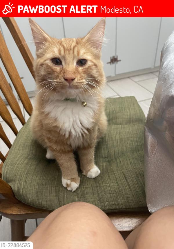 Lost Male Cat last seen College Avenue, Modesto, CA 95350