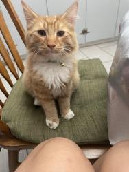 Lost Male Cat last seen College Avenue, Modesto, CA 95350