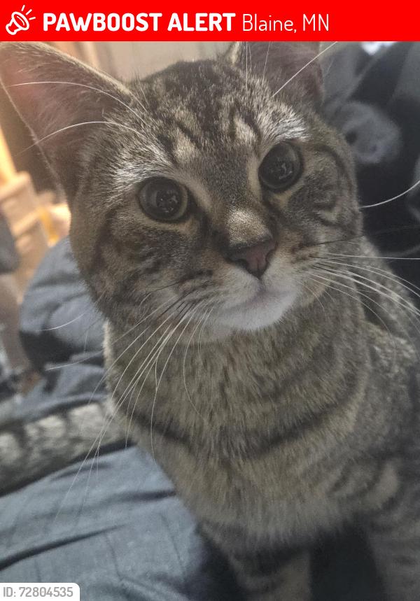 Lost Male Cat last seen University and 91st ave ne, Blaine, MN 55434