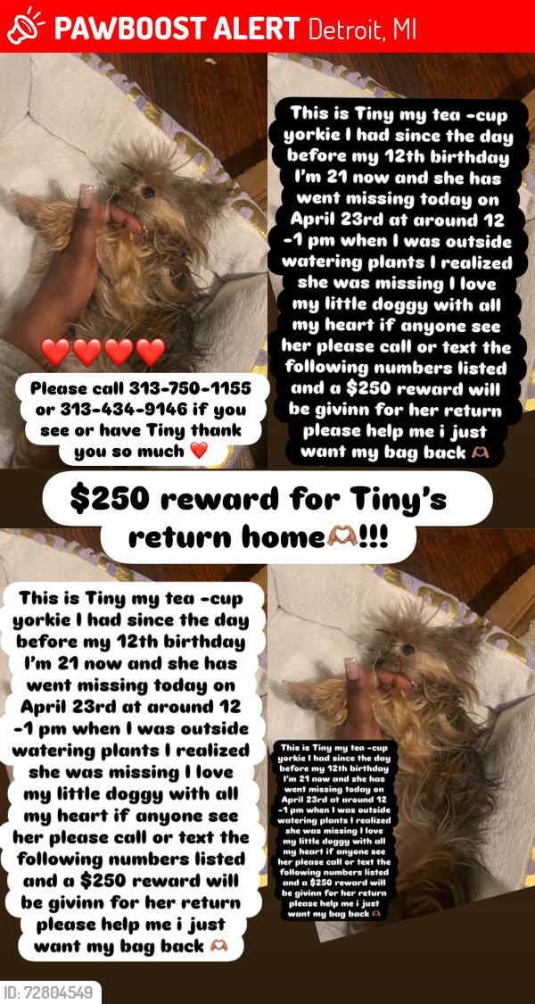 Lost Female Dog last seen Puriton, Detroit, MI 48235