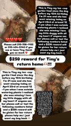 Lost Female Dog last seen Puriton, Detroit, MI 48235