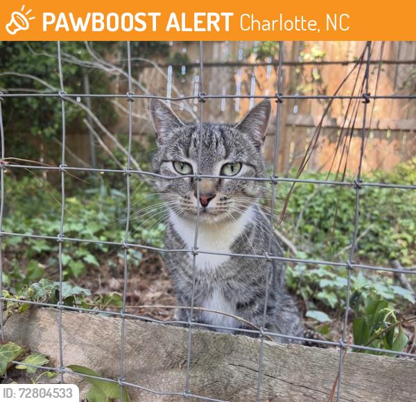 Found/Stray Male Cat last seen Sardis Swim Club, Charlotte, NC 28270