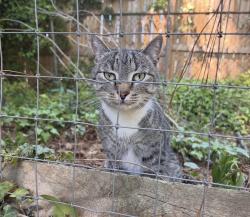 Found/Stray Male Cat last seen Sardis Swim Club, Charlotte, NC 28270