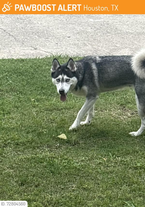 Found/Stray Female Dog last seen The Venti apmts , Houston, TX 77014