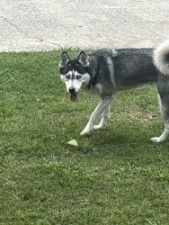 Found/Stray Female Dog last seen The Venti apmts , Houston, TX 77014