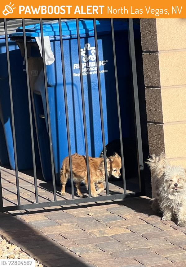 Found/Stray Unknown Dog last seen Scott Robinson and Craig, North Las Vegas, NV 89032