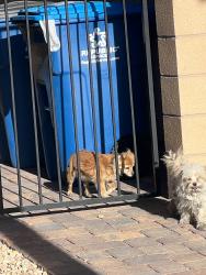 Found/Stray Unknown Dog last seen Scott Robinson and Craig, North Las Vegas, NV 89032