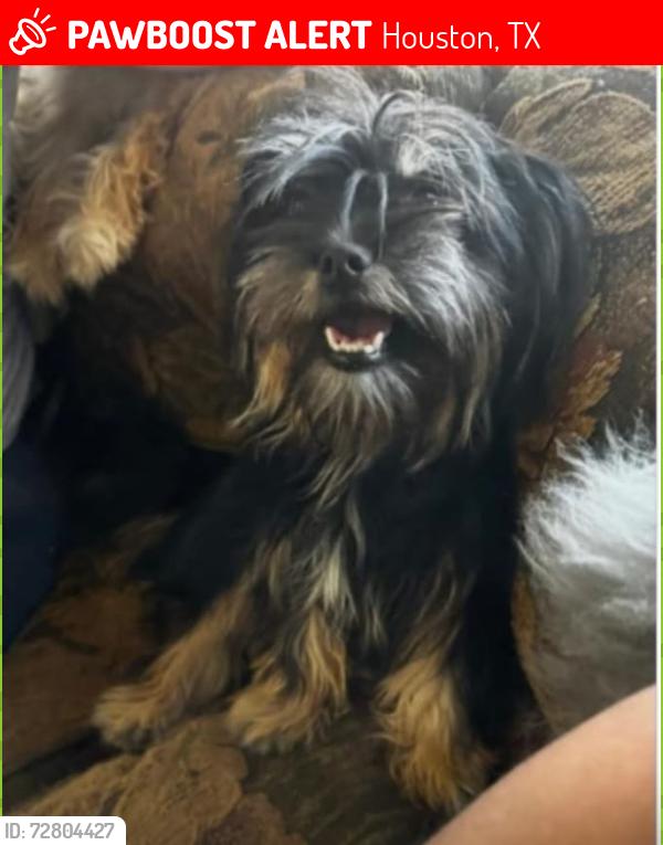 Lost Female Dog last seen Public Storage, Houston, TX 77025