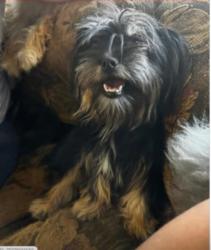 Lost Female Dog last seen Public Storage, Houston, TX 77025