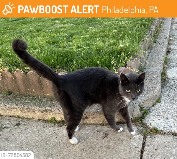 Found/Stray Female Cat last seen 56th and Gainor, Philadelphia, PA 19131