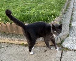 Found/Stray Female Cat last seen 56th and Gainor, Philadelphia, PA 19131