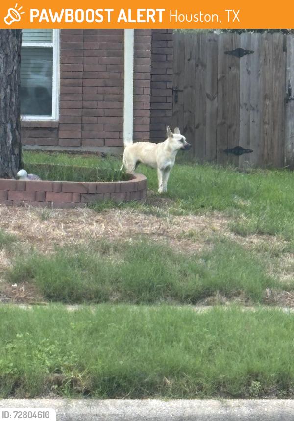 Found/Stray Unknown Dog last seen Fort Sumpter , Houston, TX 77084