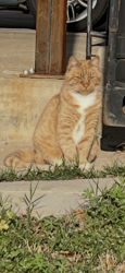 Found/Stray Female Cat last seen Doodle Trail, Easley, SC 29640