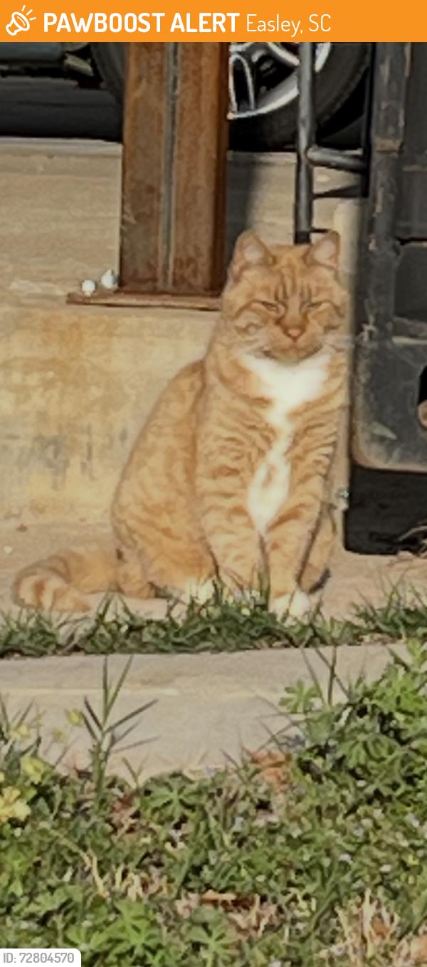 Found/Stray Female Cat last seen Doodle Trail, Easley, SC 29640