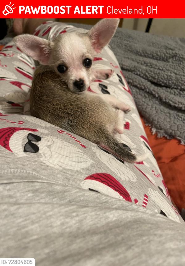Lost Female Dog last seen Kinsman, Cleveland, OH 44120
