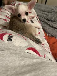 Lost Female Dog last seen Kinsman, Cleveland, OH 44120