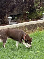 Found/Stray Female Dog last seen FM 1462 and 521, Rosharon, TX 77583