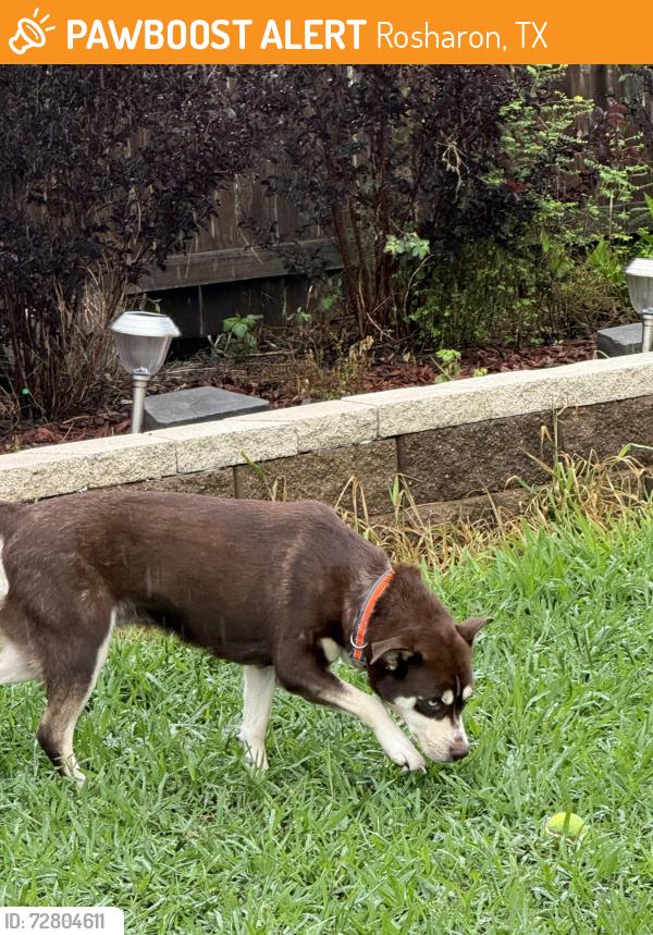Found/Stray Female Dog last seen FM 1462 and 521, Rosharon, TX 77583