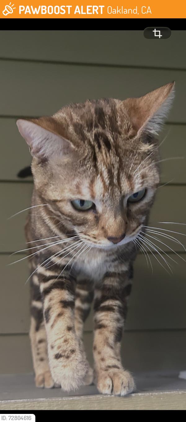 Found/Stray Unknown Cat last seen Bakery Lofts, Oakland, CA 94608