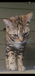 Found/Stray Unknown Cat last seen Bakery Lofts, Oakland, CA 94608