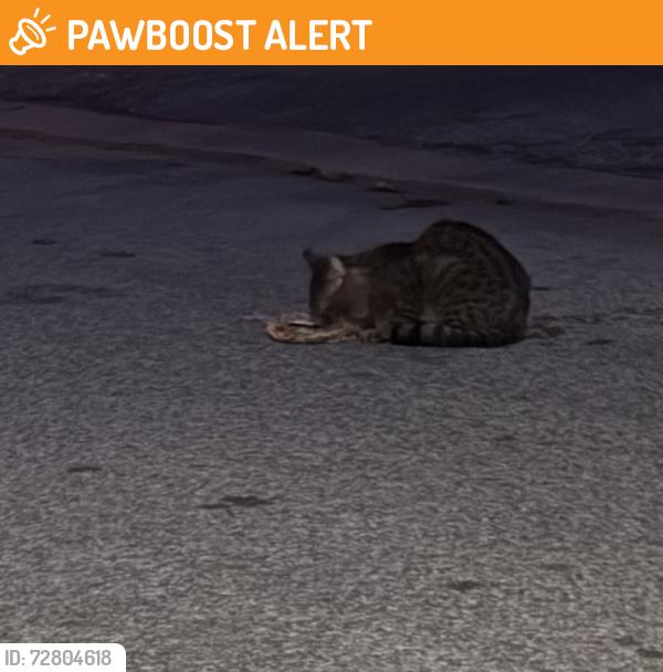 Found/Stray Unknown Cat last seen Britannia and Creditview, Mississauga, ON L5V 2K4