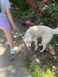 Found/Stray Male Dog last seen Cornell blvd, Winston-Salem, NC 27107