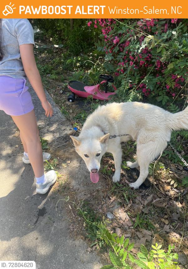 Found/Stray Male Dog last seen Cornell blvd, Winston-Salem, NC 27107
