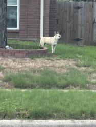 Found/Stray Unknown Dog last seen Fort Sumpter, Houston, TX 77084